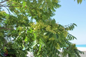 Ailanthus altissima